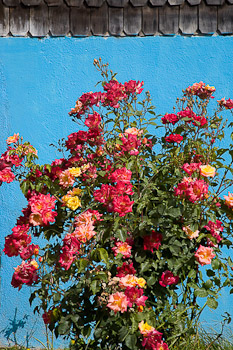 Un arco iris en un rosal / A rainbow of color in one rose bush